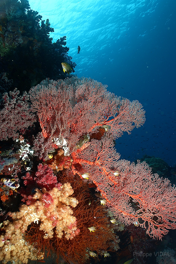 Raja Ampat 2016 - Corail - IMG_4479_rc.jpg